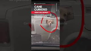 Un cane curioso di conoscere mondo #dog #cane #fun #world