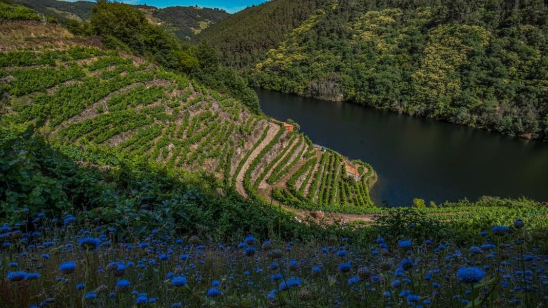 Giornata Europea delle Lingue a Napoli: Flamenco e vini galiziani all'Istituto Cervantes