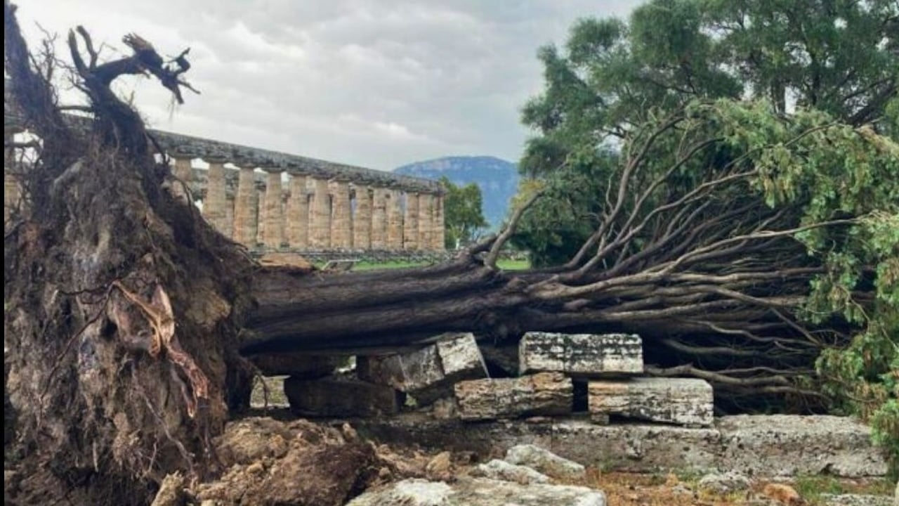 Crolla cipresso secolare nel parco archeologico di Paestum