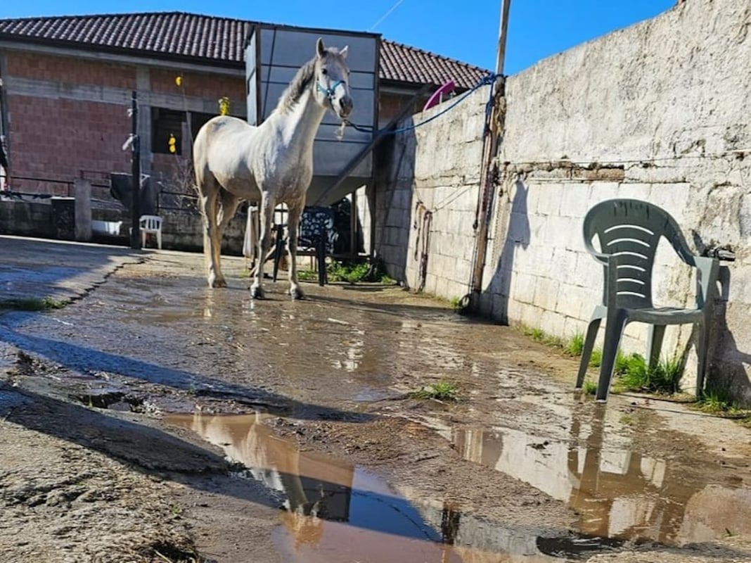 maneggio cavalli, ascea