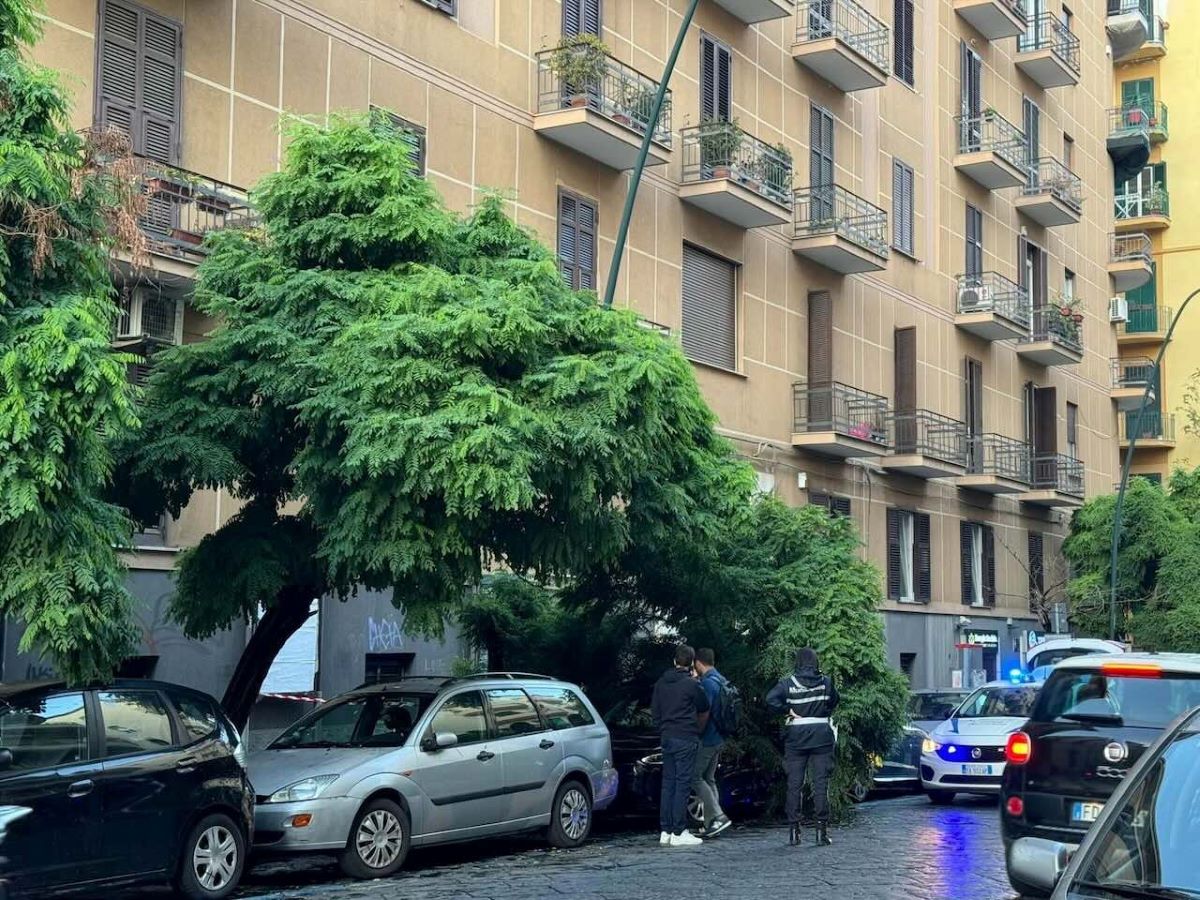 napoli, albero cade