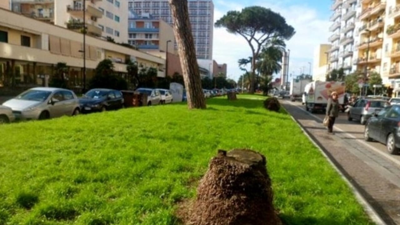 Napoli: inizia la ripiantumazione delle palme su viale Augusto