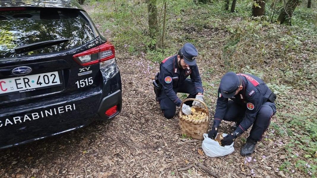 Caserta, raccoglie illegalmente funghi nell'Oasi san Silvestro: denunciato