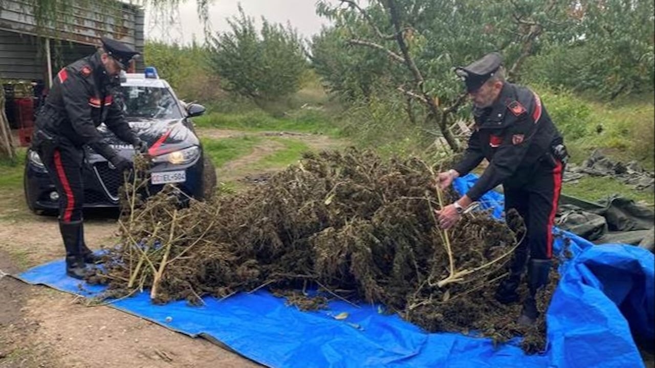 Sessa Aurunca, coltivavano marijuana nel pescheto: arrestati 4 agricoltori