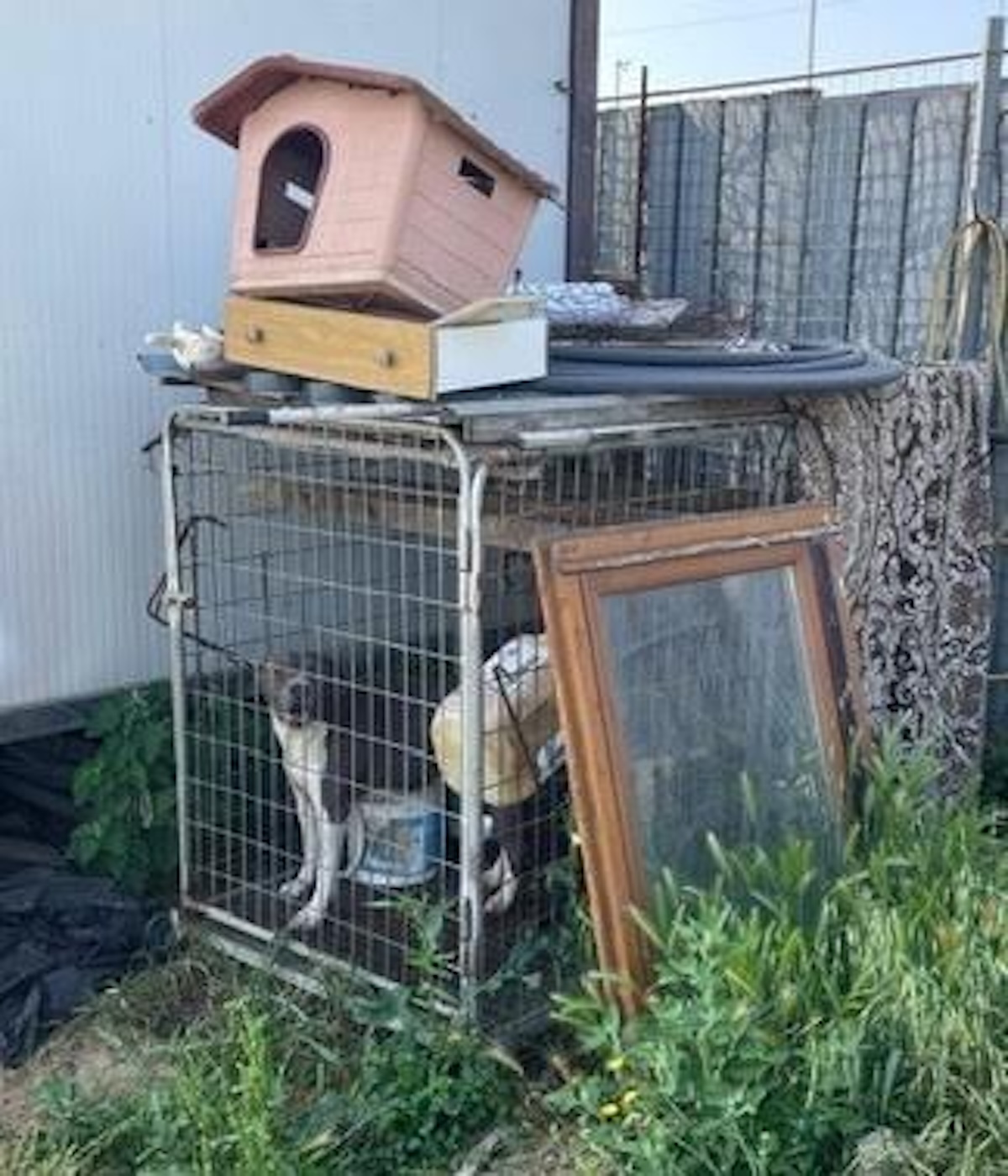 Gricignano di Aversa, cane salvato dai carabinieri