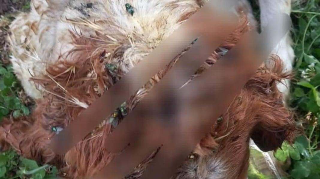 cani massacrati a mercato san severino