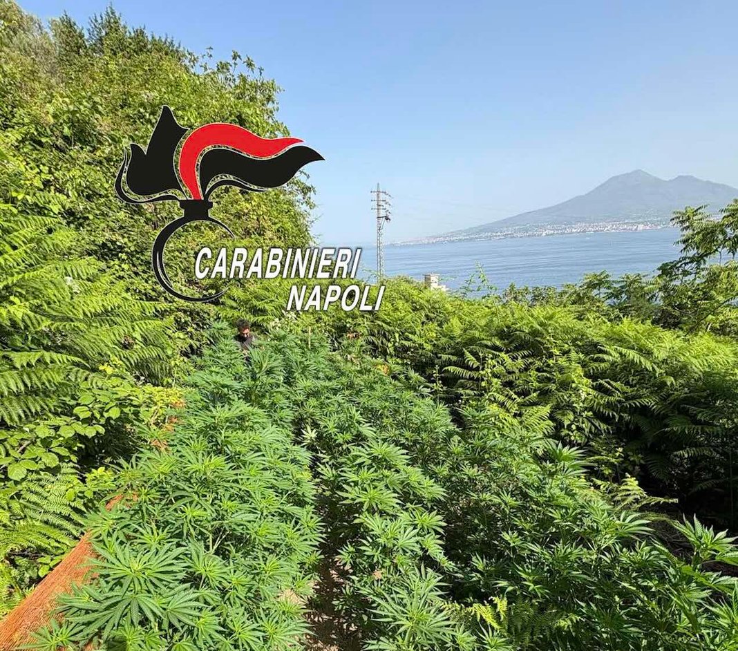 Monti Lattari cannabis
