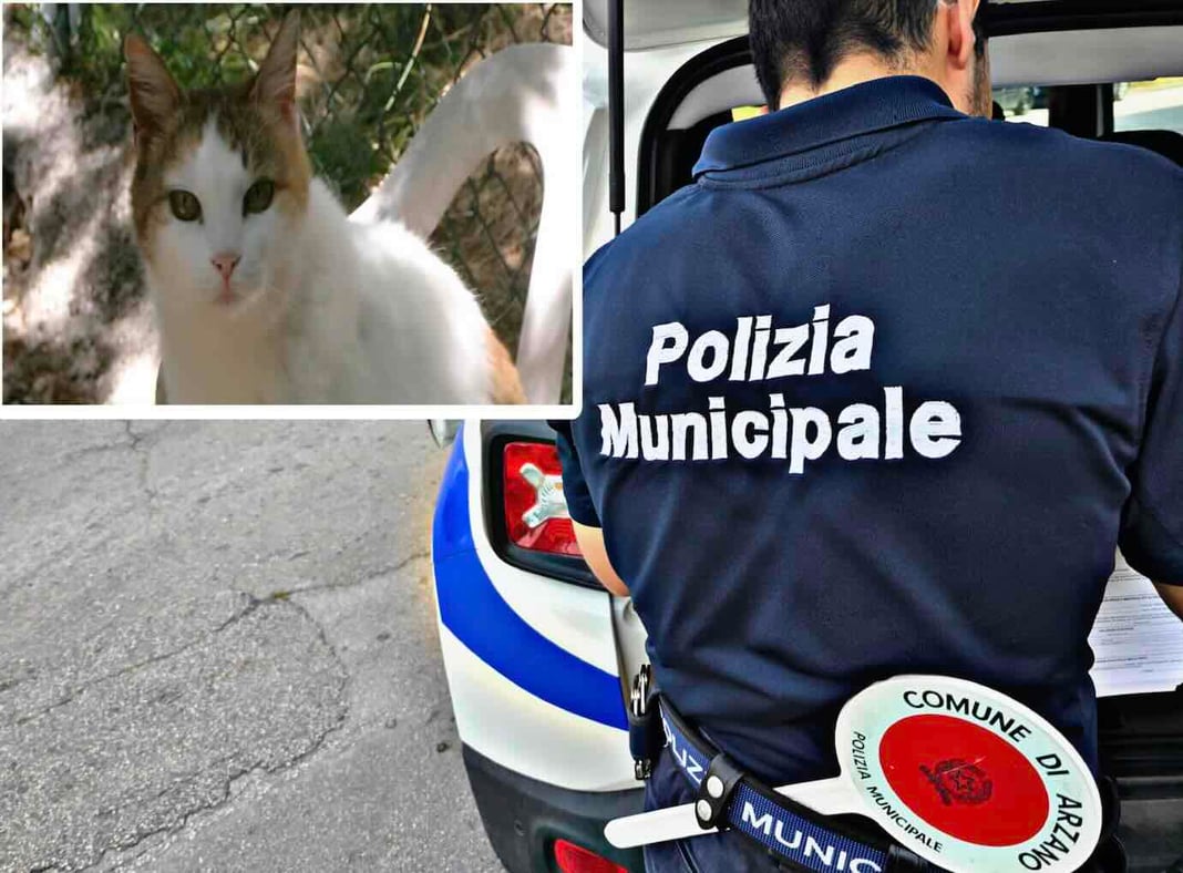 Arzano, in casa con oltre 30 gatti maltrattati: denunciata donna